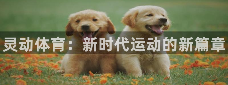 熊猫体育app官方下载最新版：灵动体育：新时代运动的新篇章
