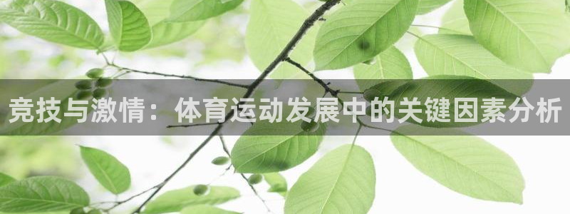 熊猫体育比赛直播：竞技与激情：体育运动发展中的关键因素分析